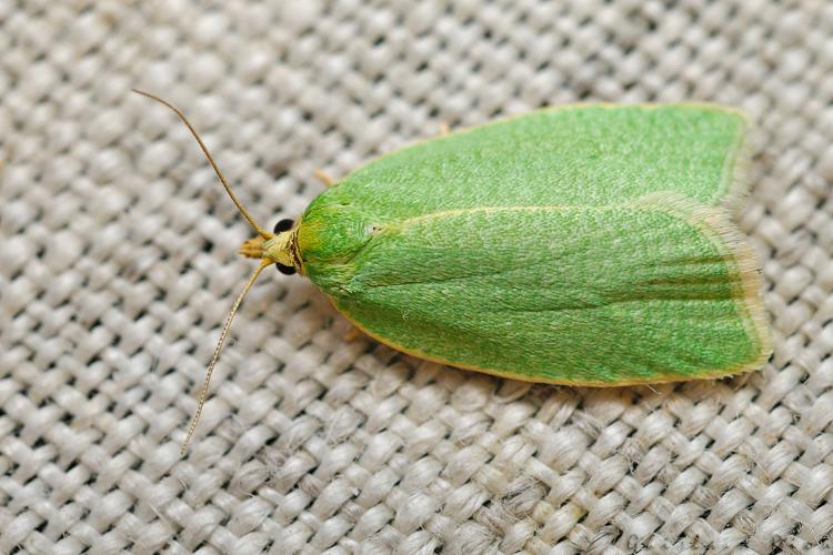 Tortrix viridana, juin 2021, Rebigue 31 © Ghislain Riou