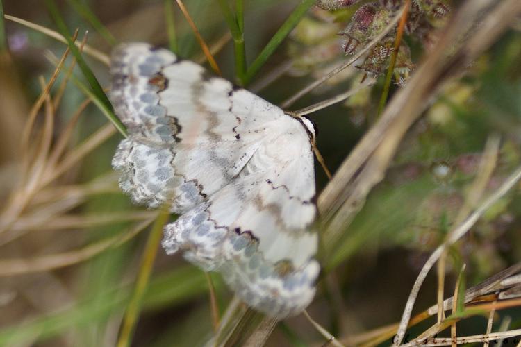 Scopula decorata, mai 2021, La Caunette 34 © Ghislain Riou