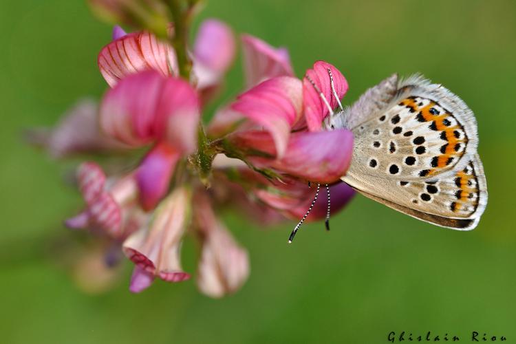 Plebejus argus fem, juin 2021, Comus 11 © Ghislain Riou