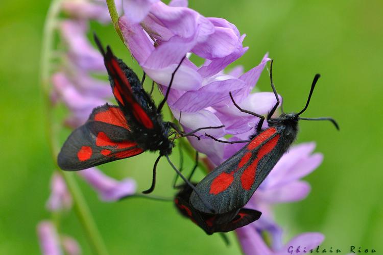 Zygaena romeo, juin 2021, Comus 11 © Ghislain Riou