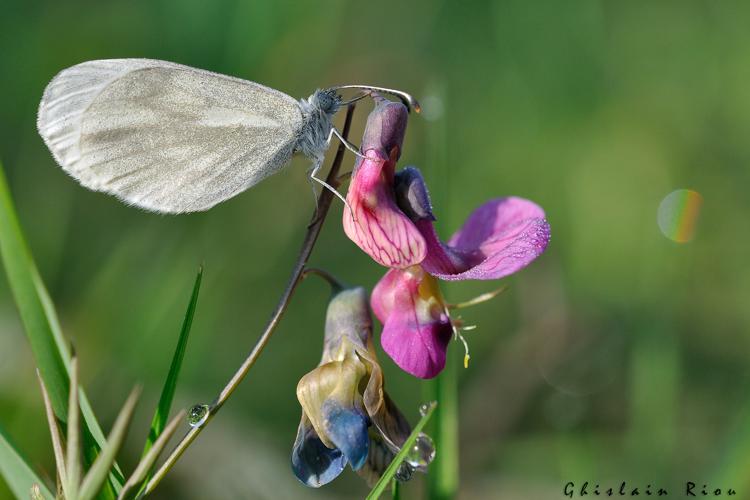 Leptidea sinapis mâle (genitalia vérifiés), 22 avril 2021, Lannemezan 65 © Ghislain Riou