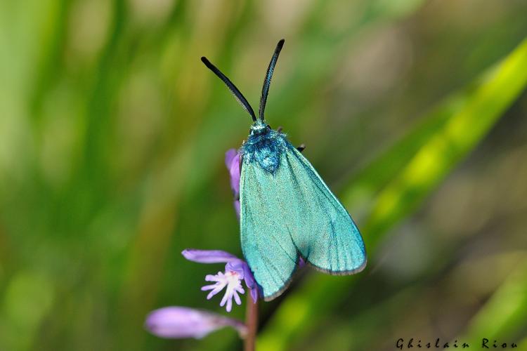 Adscita mannii mâle (génitalia vérifiés), 20 mai 2021, Belbèze-en-Comminges 31 © Ghislain Riou