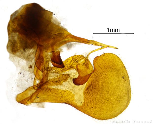 Genitalia mâle Pyrgus alveus accretus, 11 juillet 2018, Vignec 65 © Ghislain Riou