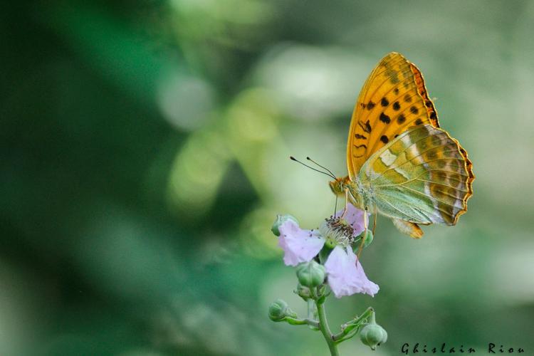 Argynnis paphia, 22 juil. 2021, Esparros 65 © Ghislain Riou