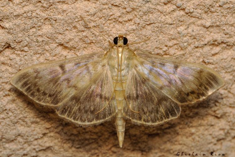 Pleuroptya ruralis, 24 juil. 2021, Rebigue 31 © Ghislain Riou