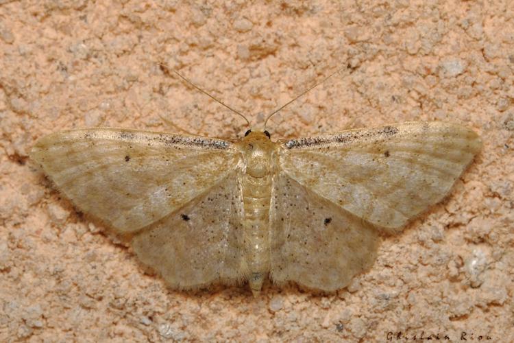 Idaea fuscovenosa, 24 juil. 2021, Rebigue 31 © Ghislain Riou