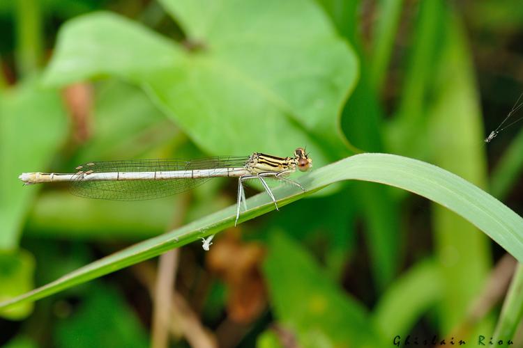 Platycnemis pennipes, 1er août 2021, Plaisance-du-Touch 31 © Ghislain Riou