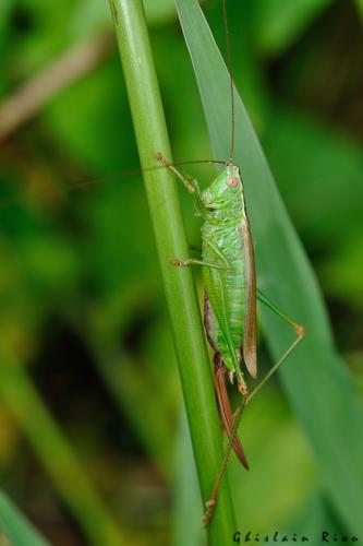 Conocephalus fuscus fem, 1er août 2021, Plaisance-du-Touch 31 © Ghislain Riou