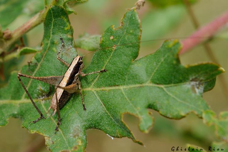 Yersinella raymondii mâle, 1er août 2021, Frouzins 31 © Ghislain Riou