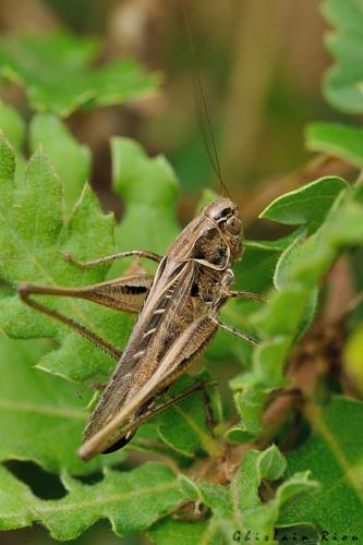 Tessellana tessellata fem, 1er août 2021, Frouzins 31 © Ghislain Riou