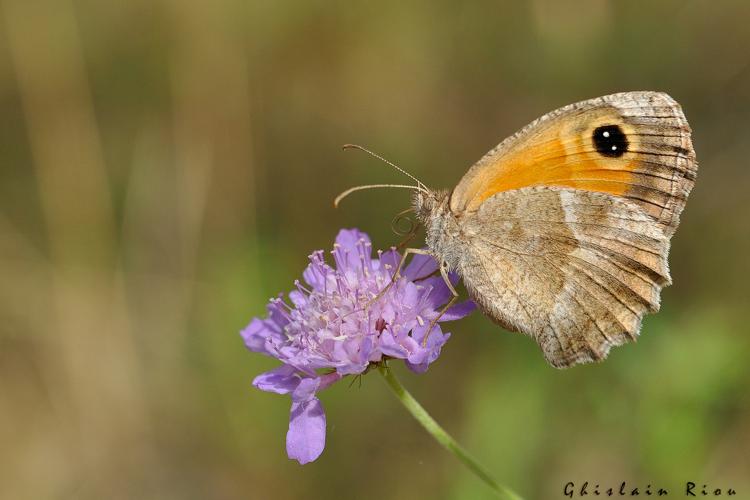 Pyronia cecilia, 1er août 2021, Frouzins 31 © Ghislain Riou