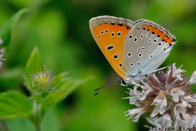 Lycaena dispar mâle, 3 août 2021, Soueich31 © Ghislain Riou