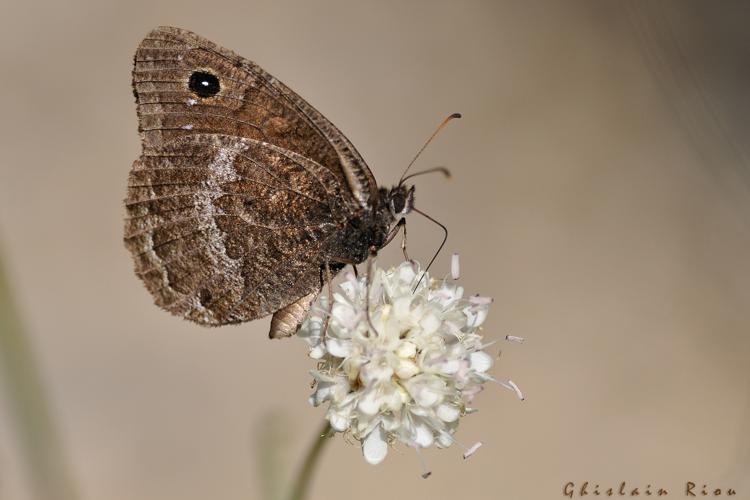 Satyrus acteae, 27 août 2021, Les Vignes 48 © Ghislain Riou