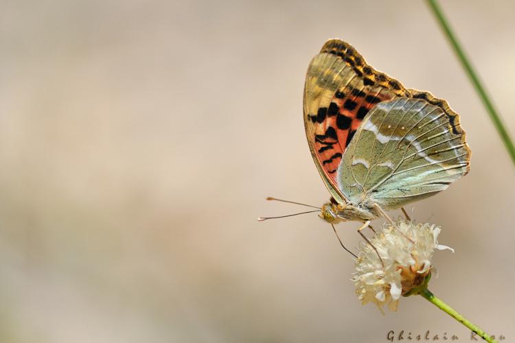 Argynnis pandora, 27 août 2021, Les Vignes 48 © Ghislain Riou