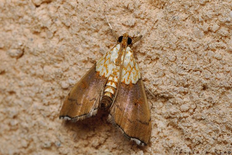 Agrotera nemoralis, 24/08/2021, Rebigue 31 © Ghislain Riou