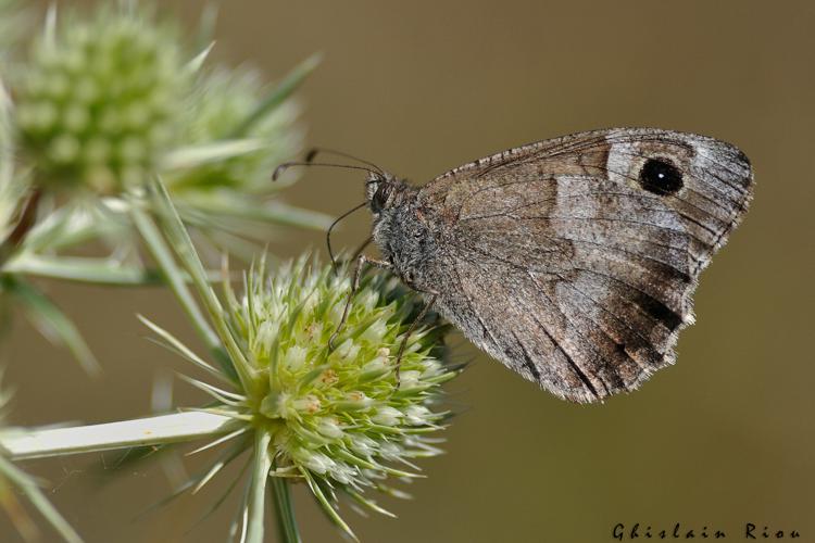 Hipparchia statilinus, 29 août 2021, mont Gargo - Causse Méjan 48 © Ghislain Riou