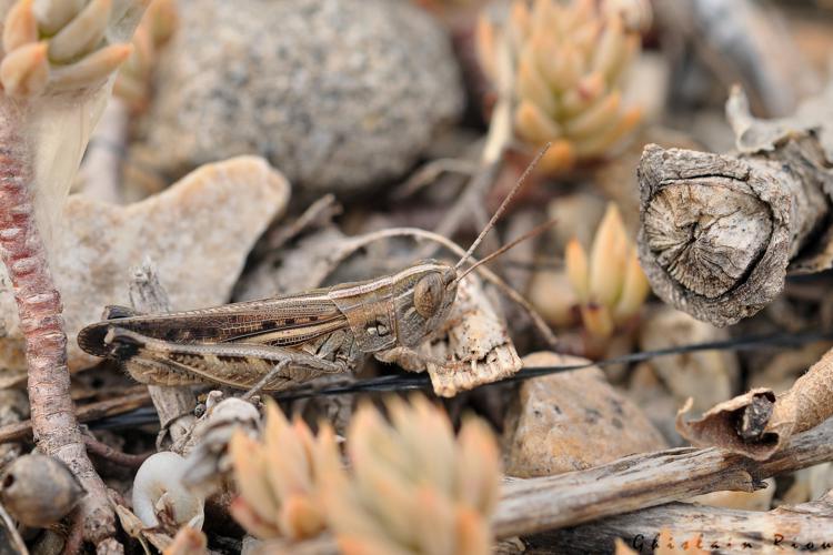 Ramburiella hispanica, Lédenon 30, 03/07/2015 © Ghislain Riou