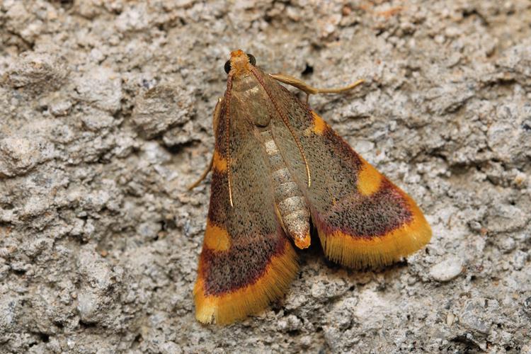 Hypsopygia costalis, 07/09/2021, Rebigue 31 © Ghislain Riou