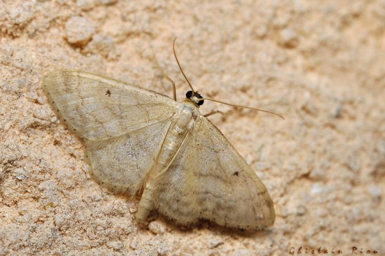 Idaea biselata, 06/09/2021, Rebigue 31 © Ghislain Riou