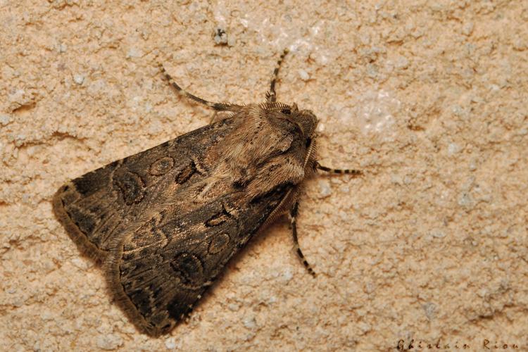 Agrotis bigramma , 06/09/2021, Rebigue 31 © Ghislain Riou