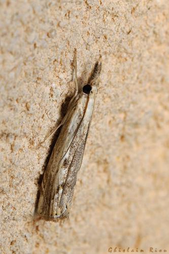 Agriphila geniculea, 06/09/2021, Rebigue 31 © Ghislain Riou