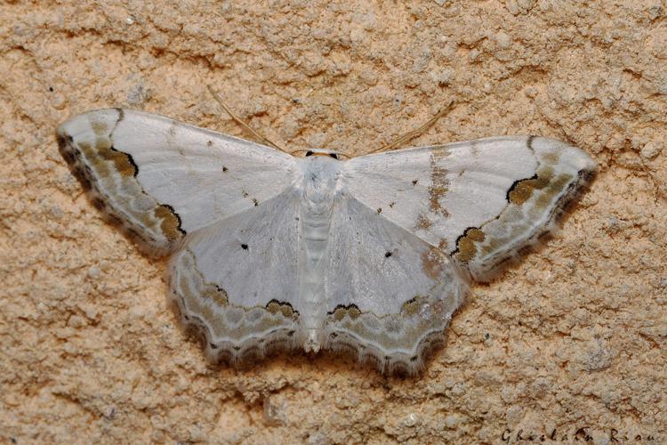 Scopula ornata, 06/09/2021, Rebigue 31 © Ghislain Riou