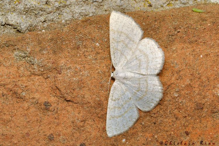 Cabera exanthemata, 06/09/2021, Rebigue 31 © Ghislain Riou