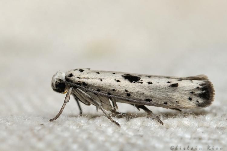 Yponomeuta plumbella, 06/09/2021, Rebigue 31 © Ghislain Riou