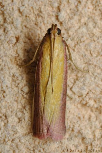 Oncocera semirubella, 16/08/2020, Rebigue 31 © Ghislain Riou