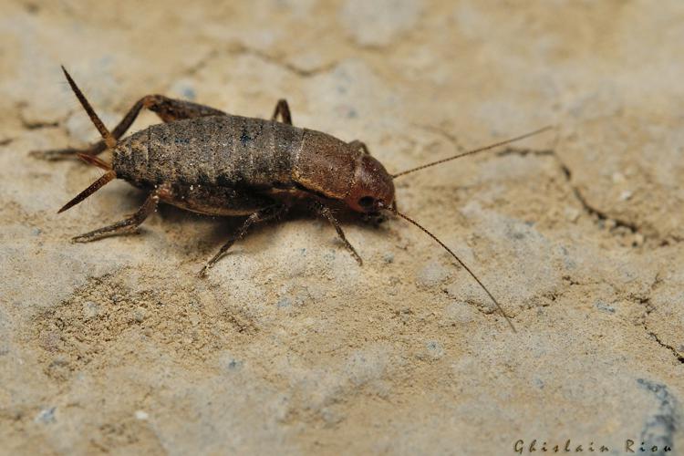 Mogoplistes brunneus, Gruissan 11, 08/10/2021 © Ghislain Riou