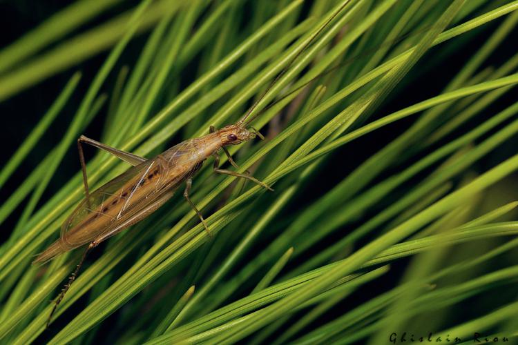 Oecanthus dulcisonans, Gruissan 11, 08/10/2021 © Ghislain Riou