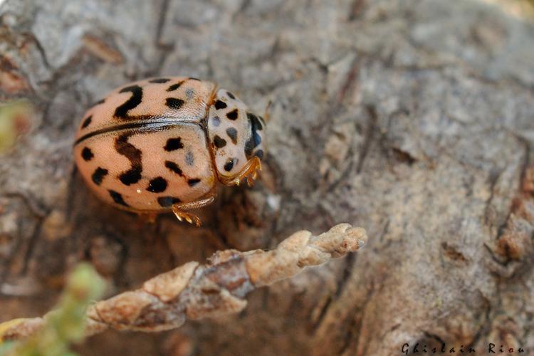 Oenopia doublieri, Gruissan 11, 08/10/2021 © Ghislain Riou