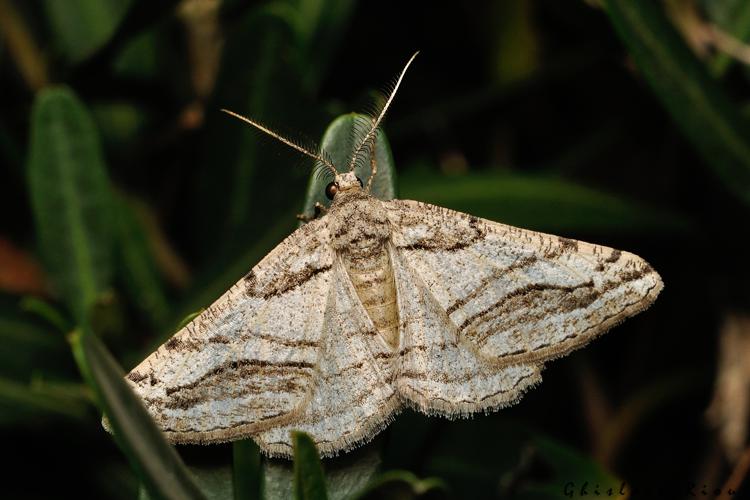 Calamodes occitanaria, Gruissan 11, 08/10/2021 © Ghislain Riou