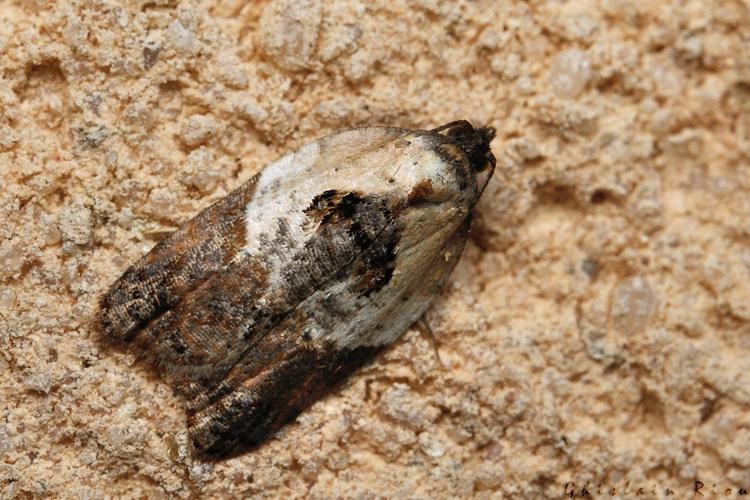 Acleris variegana, 26/10/2021, Rebigue 31 © Ghislain Riou