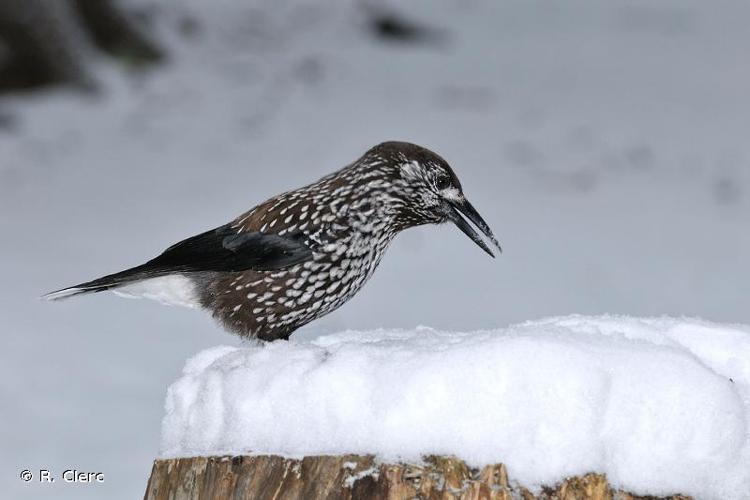 <i>Nucifraga caryocatactes</i> (Linnaeus, 1758) © R. Clerc