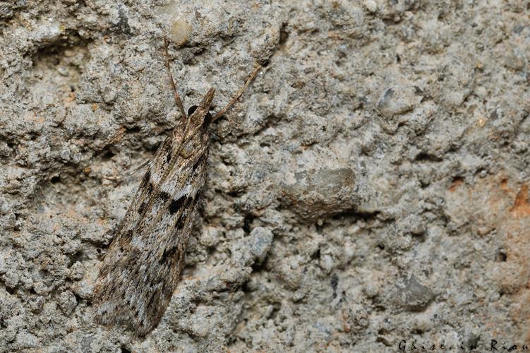 Eudonia angustea, 11/11/2021, Rebigue 31 © Ghislain Riou