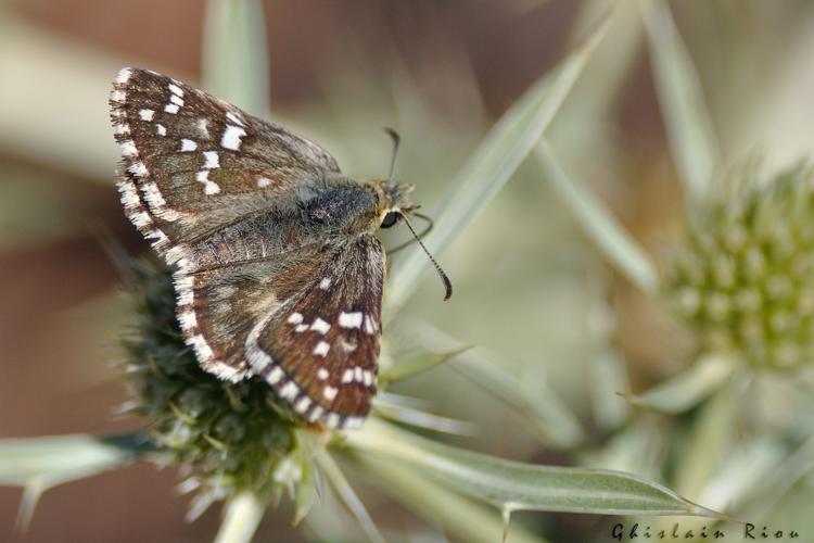 Pyrgus cirsii, 28/08/2021, Causse Méjan 48 © Ghislain Riou