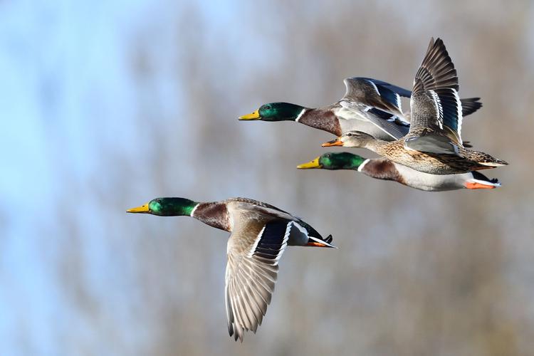 Canard colvert, Portet-sur-Garonne 31, 6 février 2022 © Jean-Marc L'Hermite