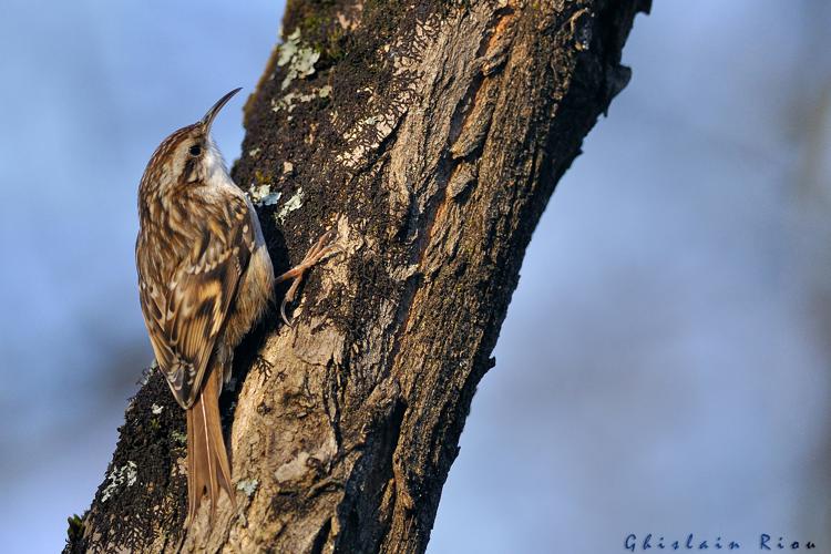 Grimpereau des jardins, 13 fév. 2022, Rebigue 31 © Ghislain Riou