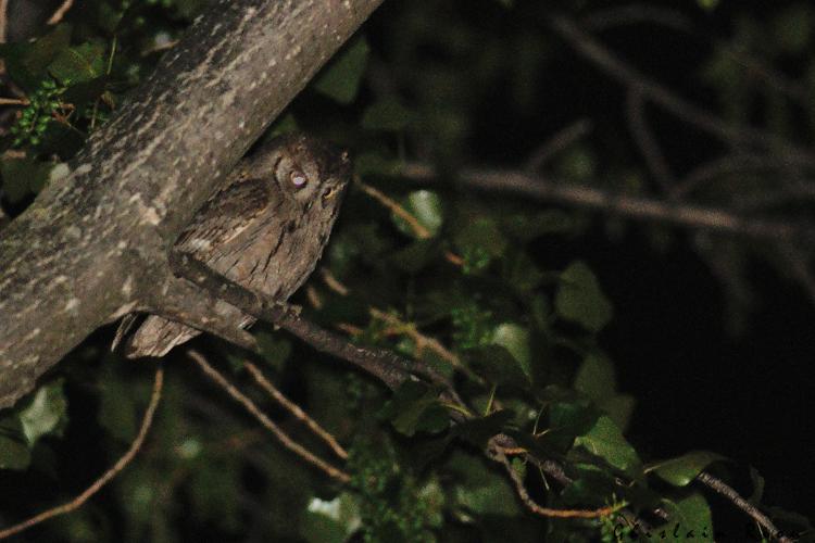 Petit-duc Scops, 18 avril 2014, Bédarieux 34 © Ghislain Riou