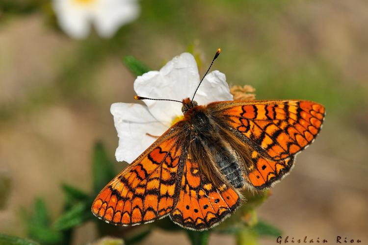 Euphydryas beckeri, 6 mai 2014, Vivès 66 © Ghislain Riou