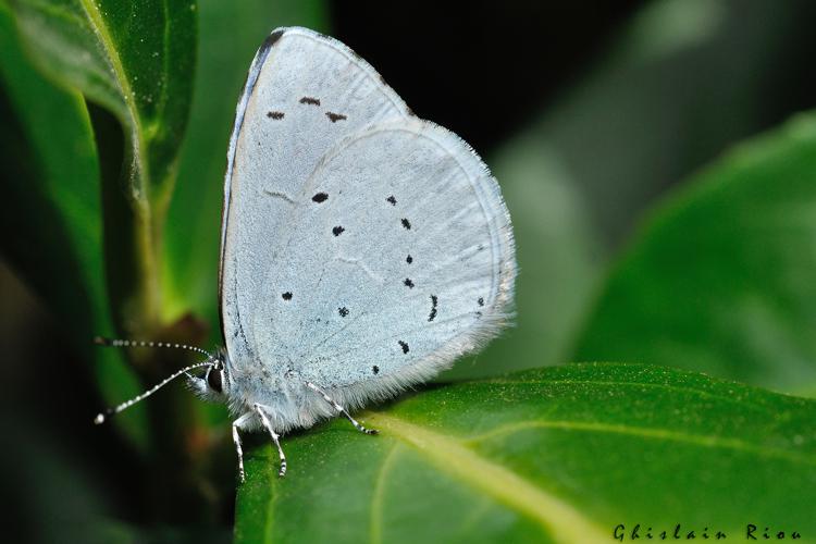 Celastrina argiolus, 20 mars 2022, Rebigue 31 © Ghislain Riou