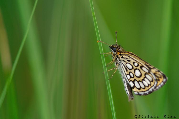 Heteropterus morpheus, 17 juin 2021, Ossun 65 © Ghislain Riou