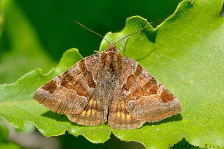 Euclidia glyphica, 8 mai 2022, Clermont-le-Fort 31 © Ghislain Riou