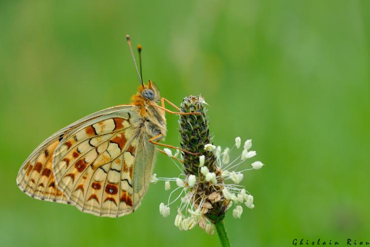 Fabriciana niobe forme eris, 12 mai 2022, Bize 65 © Ghislain Riou