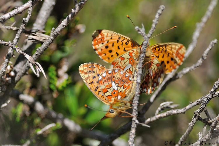 Boloria euphrosyne accouplement, 9 juin 2022, Bordères-Louron 65 © Ghislain Riou