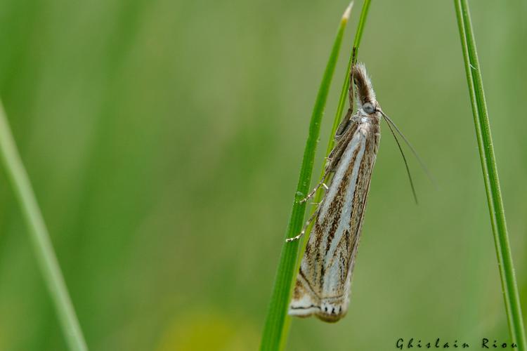 Crambus lathoniellus, 8 juin 2022, Bordères-Louron 65 © Ghislain Riou