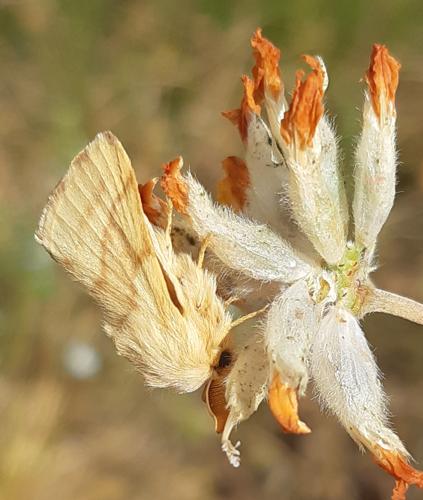 Malacosoma castrense mâle adulte, 21 juin 2022, Cornus 12 © Ghislain Riou