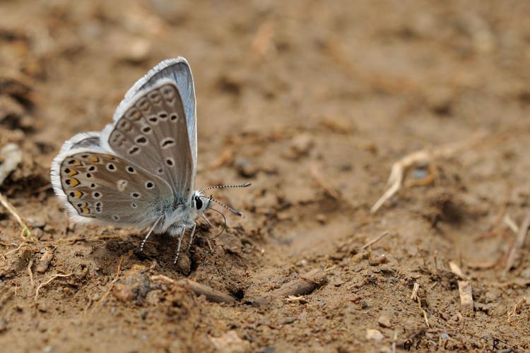 Polyommatus eros mâle, 16 juin 2022, Gavarnie-Gèdre 65 © Ghislain Riou