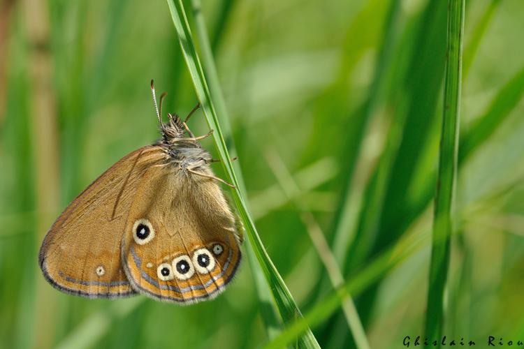 Coenonympha oedippus, 19 juin 2022, Lourdes 65 © Ghislain Riou